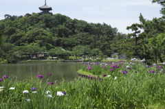 花菖蒲咲く頃３