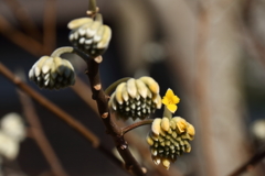 アッ咲き始めた2