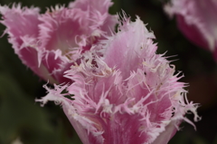 チューリップ2016　20