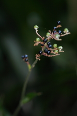 やぶみょうがの実り