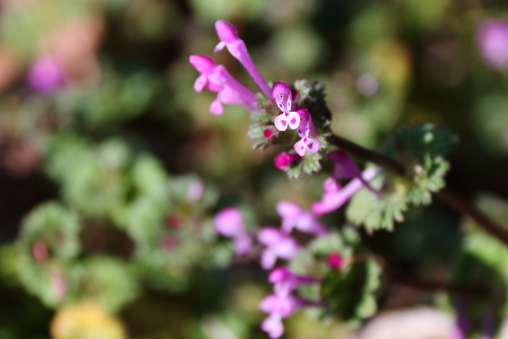 散歩道の野草達４