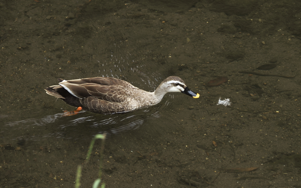美味しいものみっけ