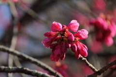 寒緋桜咲く１