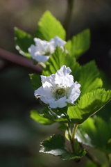 花散歩カジイチゴ２