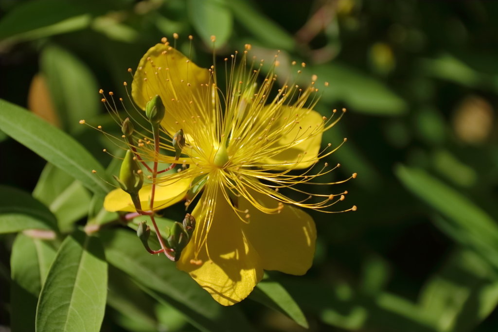 ビョウヤナギ鮮やか