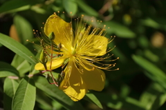 ビョウヤナギ鮮やか