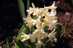花散歩ヒヤシンス2
