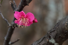 紅梅ささやく