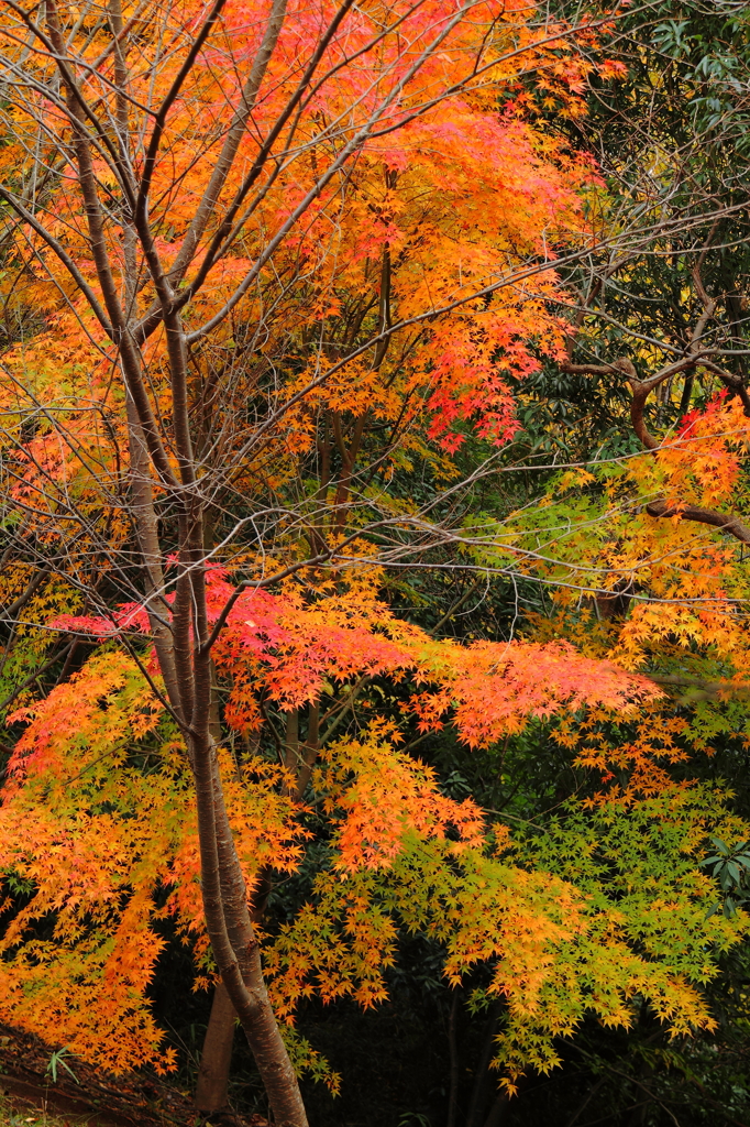 紅葉散歩道１