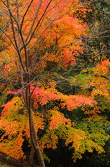紅葉散歩道１