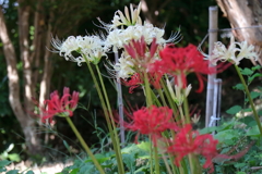 花散歩彼岸花7