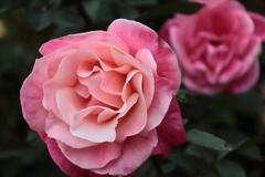 ファーストプライズ