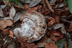 花散歩朽ち木に秋１