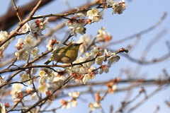 花狙いのメジロ