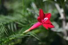 花散歩ルコウソウ２