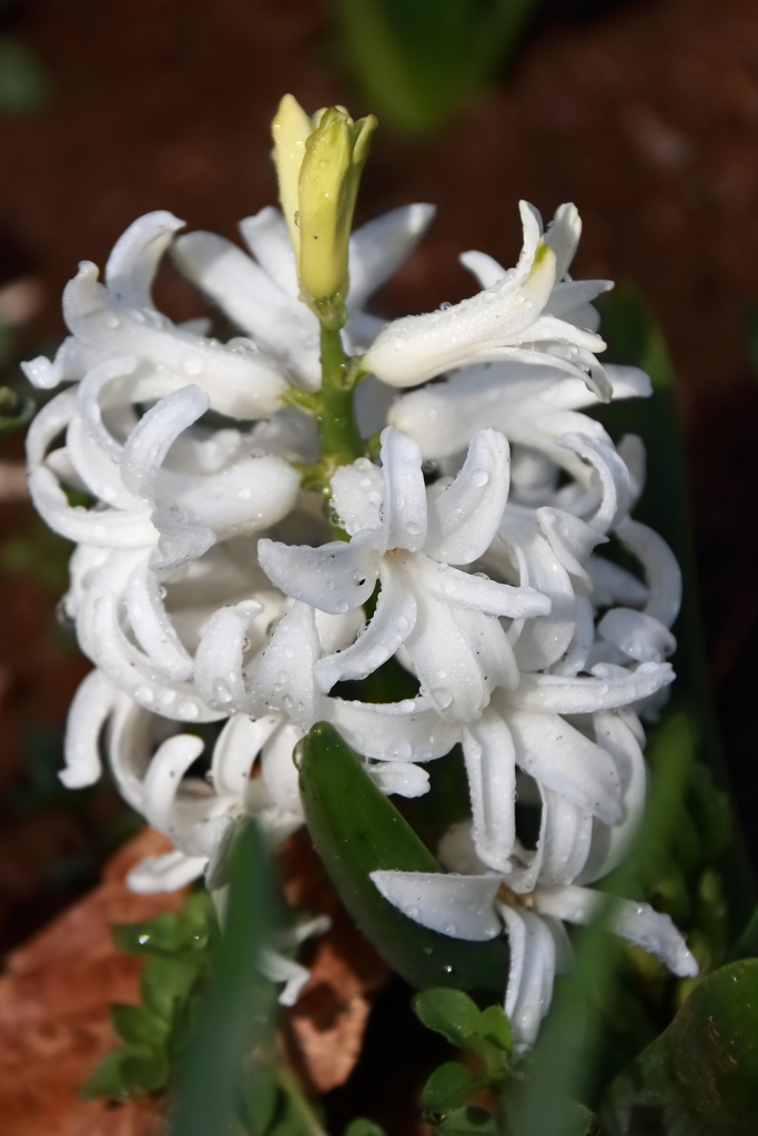 花散歩ヒヤシンス白