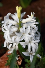 花散歩ヒヤシンス白