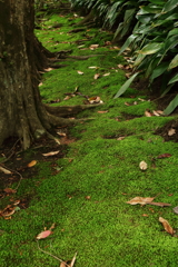 新緑に苔生す