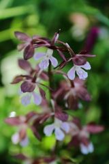 公園花壇エビネラン２