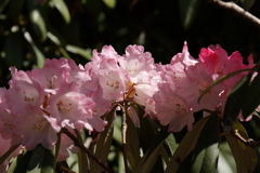 植物園から「しゃくなげ」８