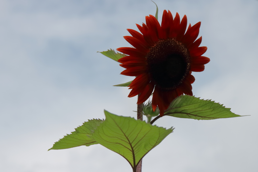 花散歩ヒマワリ１