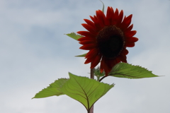 花散歩ヒマワリ１