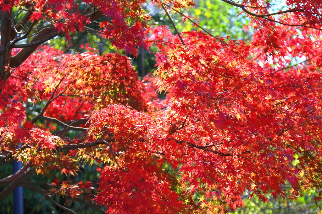 秋色パレード２