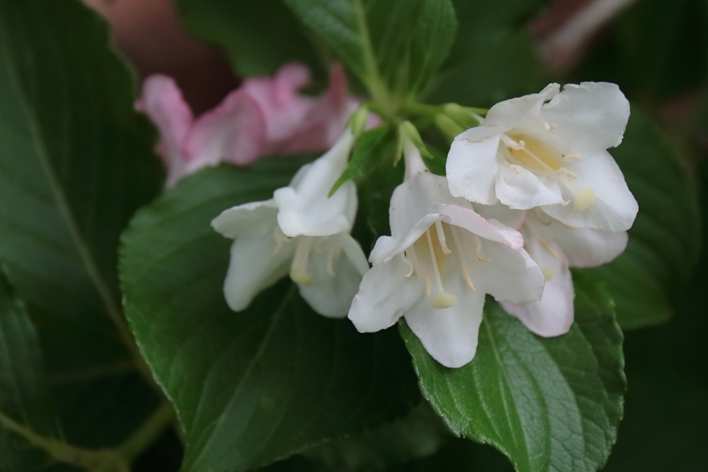 花散歩ハコネウツギ４