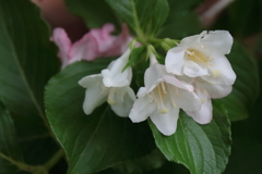 花散歩ハコネウツギ４