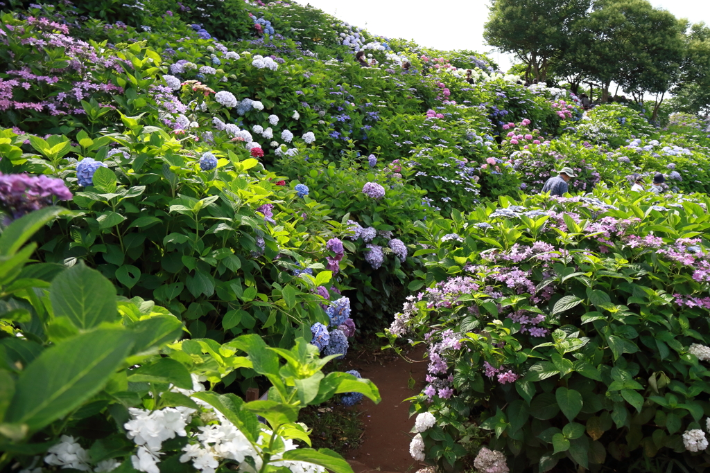 紫陽花の丘４