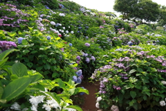 紫陽花の丘４