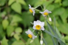 花散歩水仙1