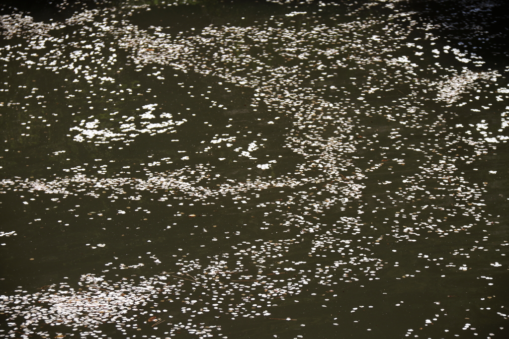 花筏となって５