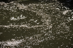 花筏となって５