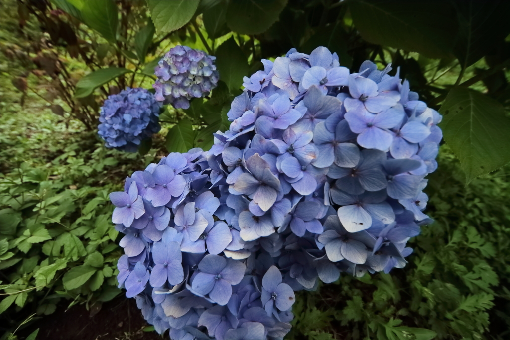 梅雨空あじさい１