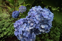 梅雨空あじさい１