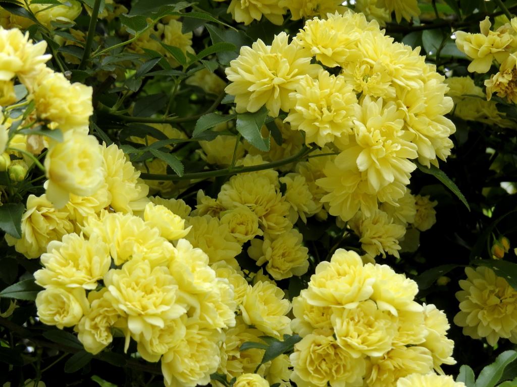 散歩道の花達　木香ばら
