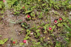 里山散歩ヘビイチゴ