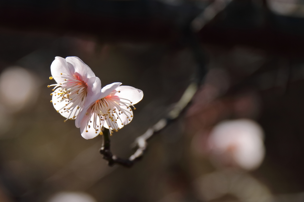 花散歩一輪白梅１