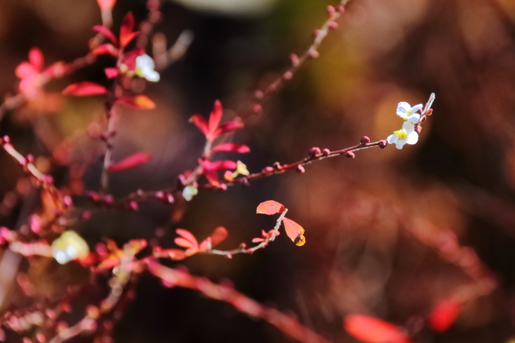 なんとユキヤナギ