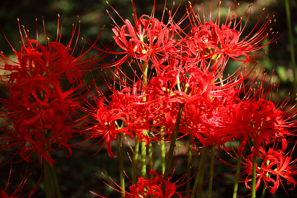 赤花彼岸花３