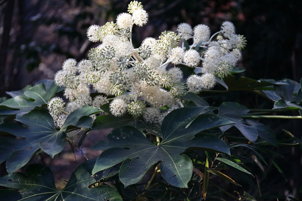 花散歩ヤツデ満開