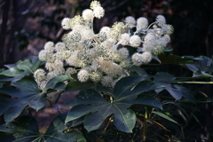 花散歩ヤツデ満開