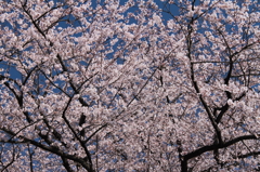 墨田の桜３