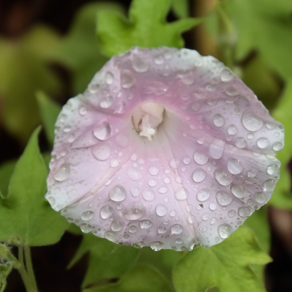 花散歩あさがお３