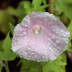 花散歩あさがお３