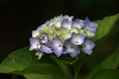 里山散歩紫陽花３