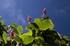 花散歩葛の花