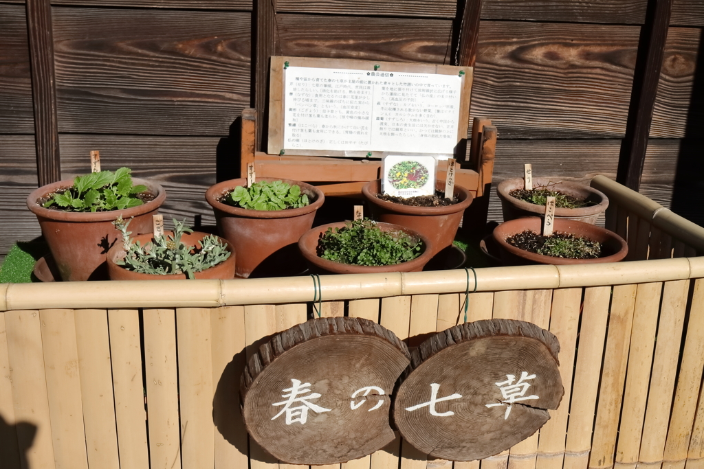 春の七草展示