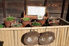 春の七草展示